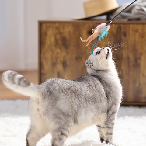 Petfamily_Cat_Wand_Blog_4_1500*1500