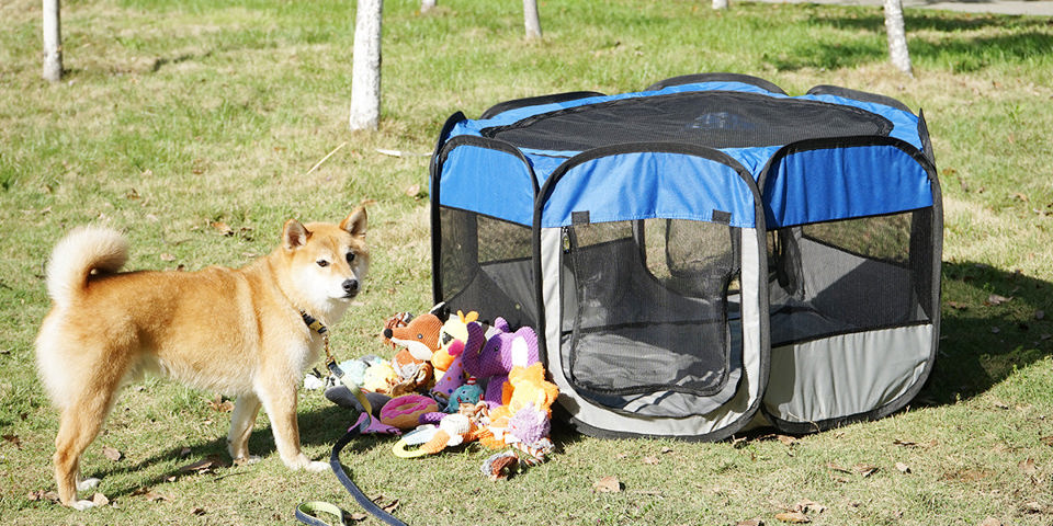 Petliking Blog - Summer Adjustment for Pets: Strategies for Preventing Heat Stroke and Keeping Cool